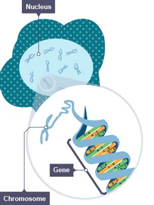 bbc genome|genome bbc bitesize.